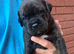 Cane Corso x Rottweiler puppies