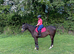 17hh 10yo Gentle Thoroughbred