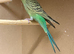 Young Blackface Budgies