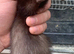 Small ferrets