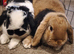 Neutered males ready to bond
