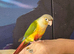 Hand reared tame pineapple gcc (2)