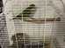 Semi Tame Quaker and Cage