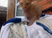 Male Sphynx kitten
