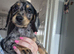 Dapple boy mini dachshund