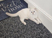 Scottish fold kitten 6months old