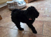 Minature F1B toy poochon