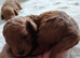 Toy poodle