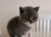 British shorthair kittens
