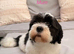 Lhasa apso boy for sale! Ready now.