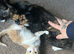 Three males looking for there forever home