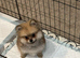 TEDDY BEAR PROVEN POMERAIAN STUD