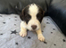 9 beautiful puppies