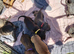 Staffy puppies different colours