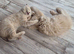 cream longhair