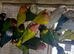 Cocktails lovebirds
