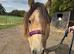 10month Buckskin colt