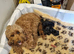 Beautiful black cockerpoo pups