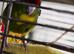 Hand reared baby Kakarikis