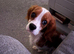 Blenheim 7 month old Cavalier King Charles
