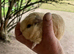 Quality Pedigree Swiss Guinea Pigs