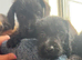 Wire haired dachshund x Jack Russell puppies