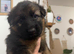 Gourgeous German Shepherd puppies for sale