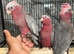 Hand-Rearing Baby Cuddly Super Tame Galah Cockatoo Parrot,16