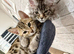 Bengal 5 months old