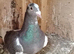 Racing pigeon for sale