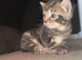 Kittens for sale