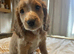 Cocker spaniel puppies