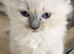 Gorgeous Pure Ragdoll Kittens .... READY TO LEAVE NOW !