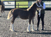 Registered d chestnut yearling filly