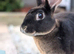 Female, rex rabbit, under 1 year old.