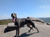 Outstanding whippet puppies