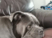 Cane corso female