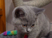 Ready now, British Shorthair blue and lilac tica registered