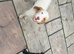 Rosie looking for a loving home