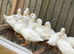 White call ducks