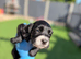Working Cocker Spaniel Puppies
