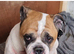 Puppies for sale