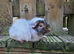 Pair of bonded guinea pigs - cage also available