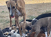 Whippet Puppies