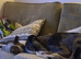 Blue Merle Lurcher