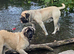 Kc registered old English mastiff puppies