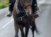 16hh tb filly.