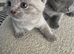 British Shorthair Kittens