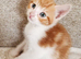 Beautiful kittens