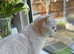 2 beautiful British British shorthair
